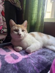 Lost Male Cat last seen In the trailer park western mobile s , Santa Rosa, CA 95407