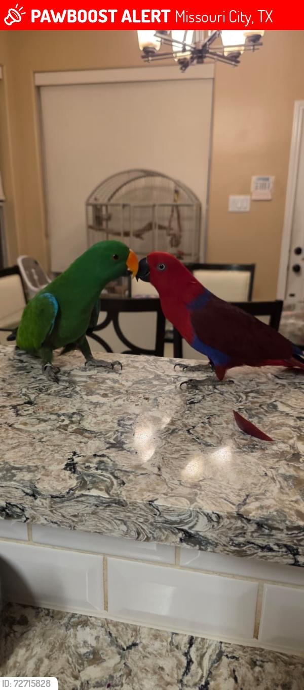 Lost Female Bird last seen HEB on Austin Parkway and Highway 6, Missouri City, TX 77459
