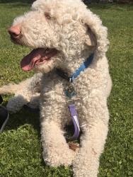 Found/Stray Male Dog last seen Lola and birch st , Broken Arrow, OK 74012