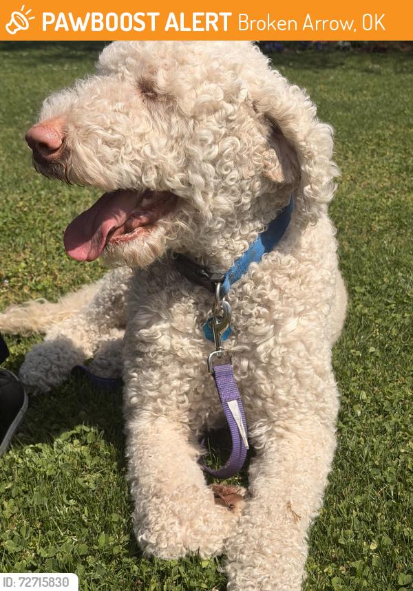 Found/Stray Male Dog last seen Lola and birch st , Broken Arrow, OK 74012
