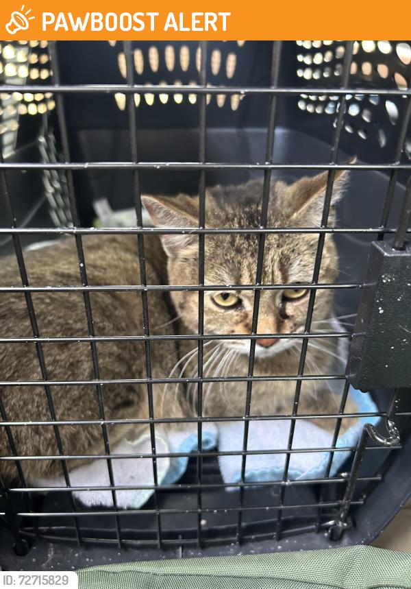 Found/Stray Female Cat last seen Near 1/2 Avenue Northeast, Columbia Heights, Columbia Heights, MN 55421