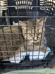 Found/Stray Female Cat last seen Near 1/2 Avenue Northeast, Columbia Heights, Columbia Heights, MN 55421