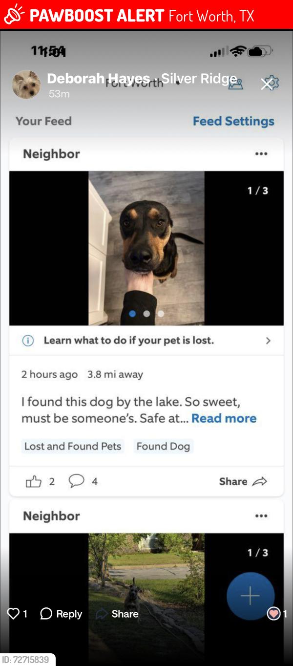 Lost Female Dog last seen Lake Como park, Fort Worth, TX 76107