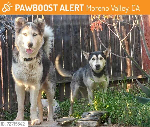 Found/Stray Female Dog last seen Ironwood , Moreno Valley, CA 92557