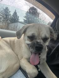 Lost Male Dog last seen Thorne run road , Salem Township, PA 15632