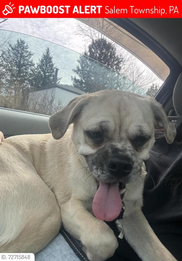 Lost Male Dog last seen Thorne run road , Salem Township, PA 15632