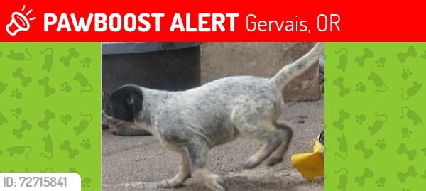 Lost Female Dog last seen Gervais oregon, Gervais, OR 97026