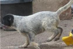 Lost Female Dog last seen Gervais oregon, Gervais, OR 97026