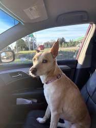 Found/Stray Female Dog last seen Jackson town Road and Wilson Brothers Road, Manson, NC 27556
