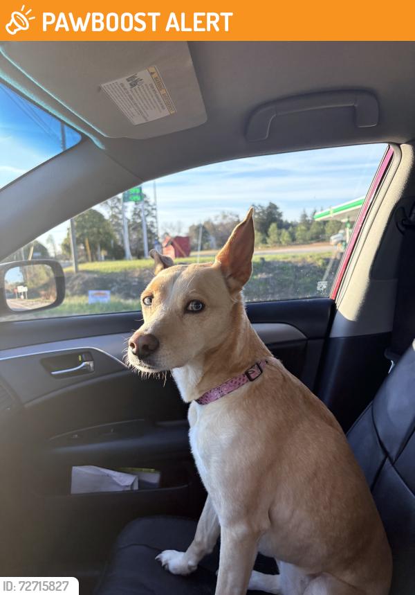 Found/Stray Female Dog last seen Jackson town Road and Wilson Brothers Road, Manson, NC 27556