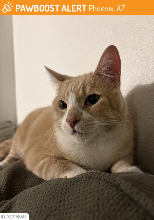 Found/Stray Male Cat last seen camelback and pierson st, Phoenix, AZ 85015