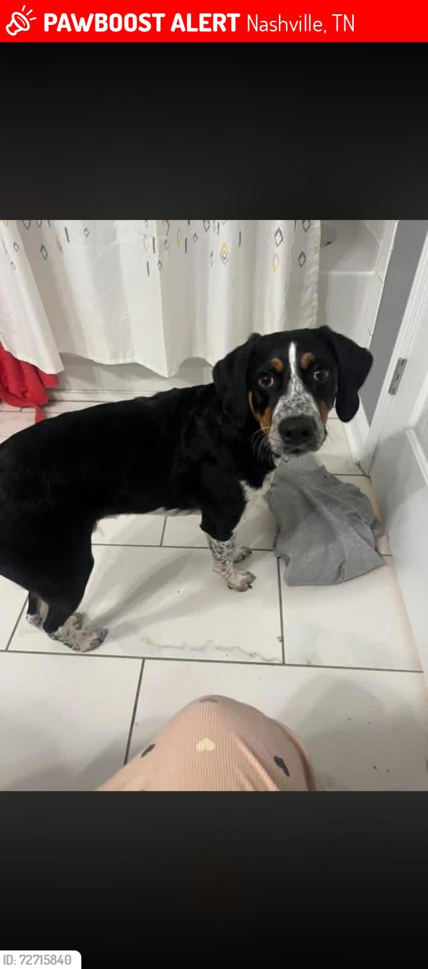 Lost Male Dog last seen Garfield street nasvhille or germantown, Nashville, TN 37208