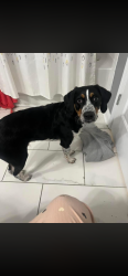 Lost Male Dog last seen Garfield street nasvhille or germantown, Nashville, TN 37208