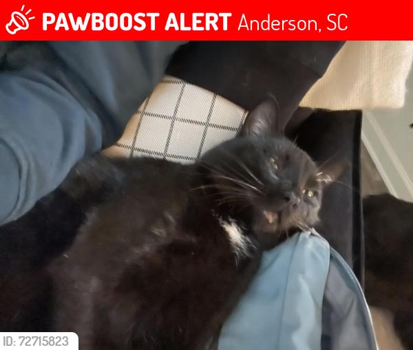 Lost Female Cat last seen St Charles way or linmar circle, Anderson, SC 29621