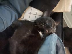 Lost Female Cat last seen St Charles way or linmar circle, Anderson, SC 29621