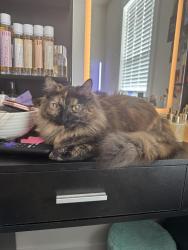 Lost Female Cat last seen Blossom Bend lane, Asheville, NC 28806