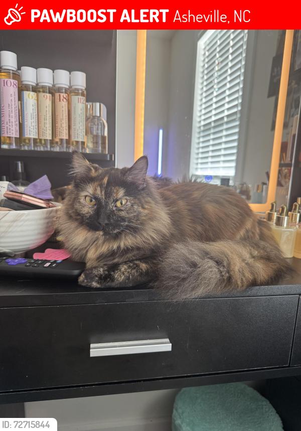 Lost Female Cat last seen Blossom Bend lane, Asheville, NC 28806