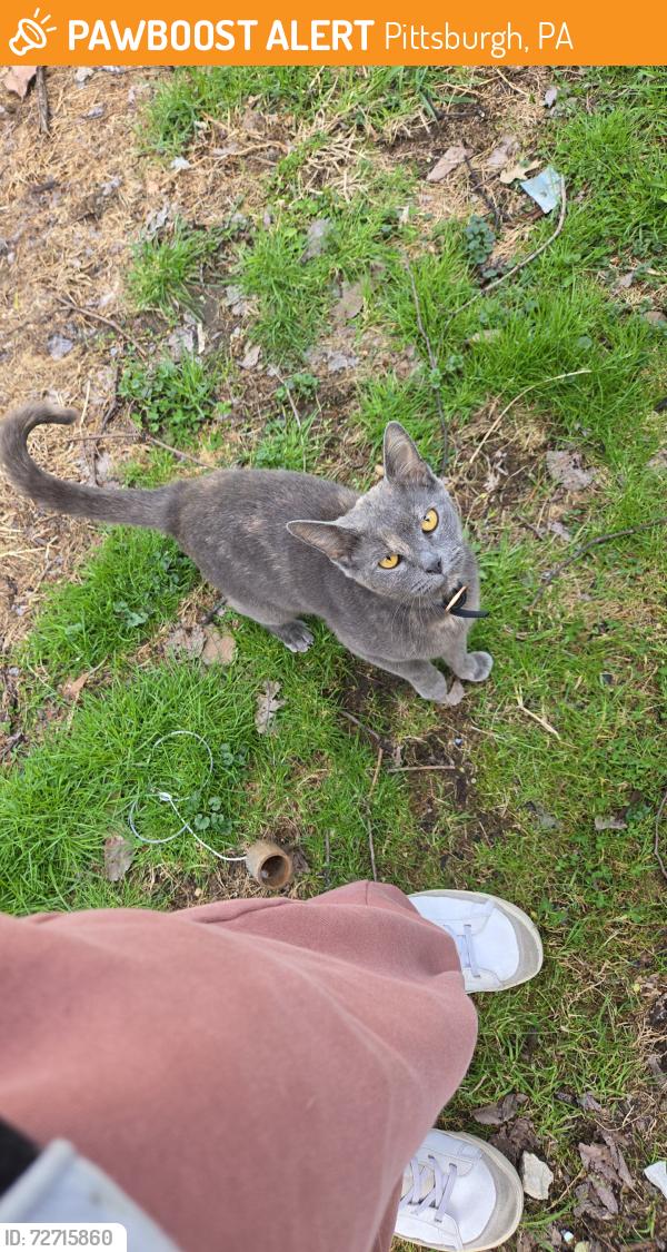 Found/Stray Unknown Cat last seen Eleanor st Salisbury st, Pittsburgh, PA 15210
