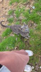 Found/Stray Unknown Cat last seen Eleanor st Salisbury st, Pittsburgh, PA 15210
