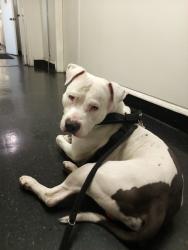Lost Male Dog last seen Wilmington and rosecrans, Compton, CA 90222