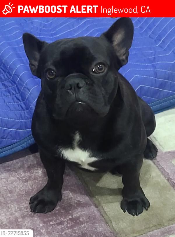 Lost Male Dog last seen Hardy st , Inglewood, CA 90301