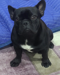 Lost Male Dog last seen Hardy st , Inglewood, CA 90301