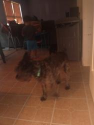 Lost Male Dog last seen Guion road , Indianapolis, IN 46254