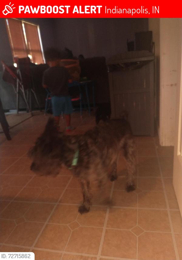 Lost Male Dog last seen Guion road , Indianapolis, IN 46254