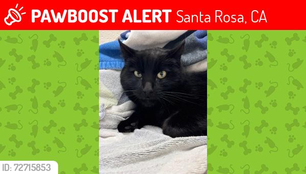 Lost Male Cat last seen Old Redwood Highway, Faught Road, Wikiup Dr, Santa Rosa, CA 95403