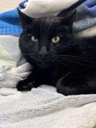Lost Male Cat last seen Old Redwood Highway, Faught Road, Wikiup Dr, Santa Rosa, CA 95403
