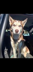Lost Male Dog last seen about 15 minutes from a campground , Diana, WV 26217