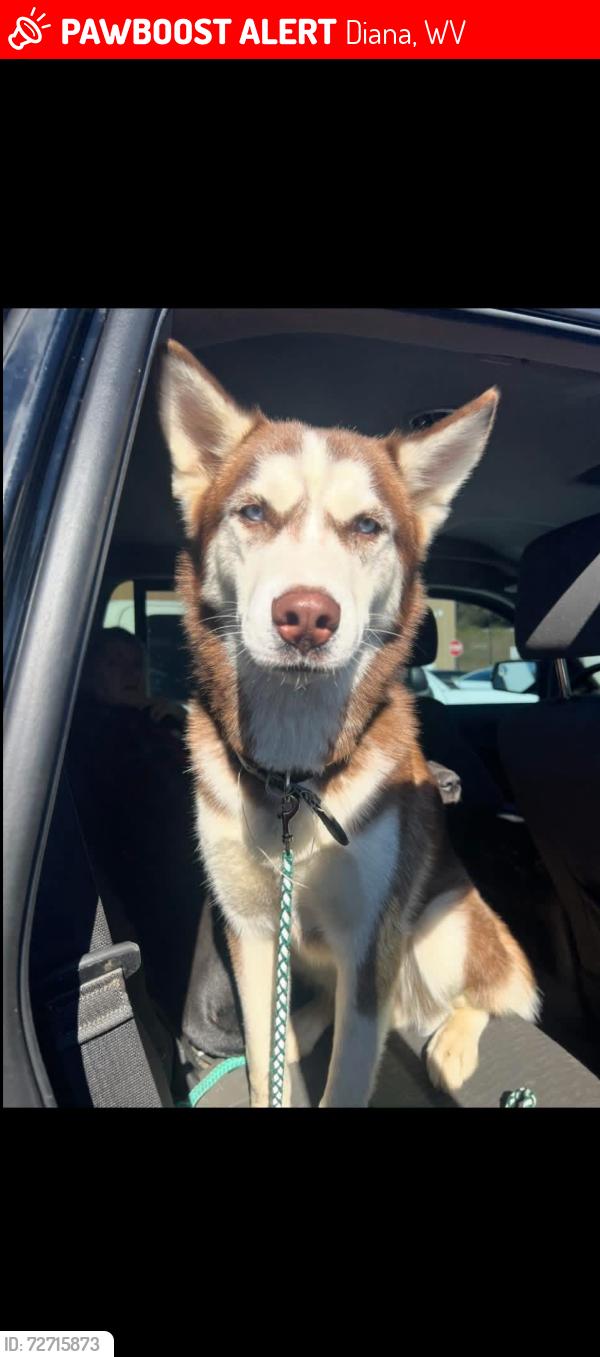 Lost Male Dog last seen about 15 minutes from a campground , Diana, WV 26217