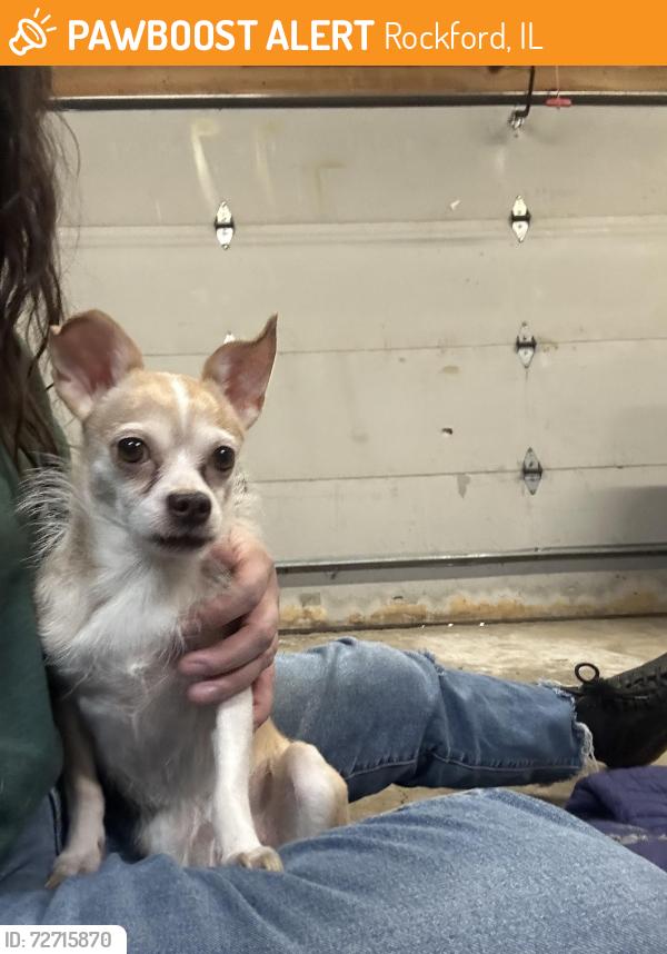 Found/Stray Female Dog last seen Broadway and 24th, Rockford, IL 61108