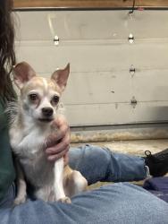 Found/Stray Female Dog last seen Broadway and 24th, Rockford, IL 61108