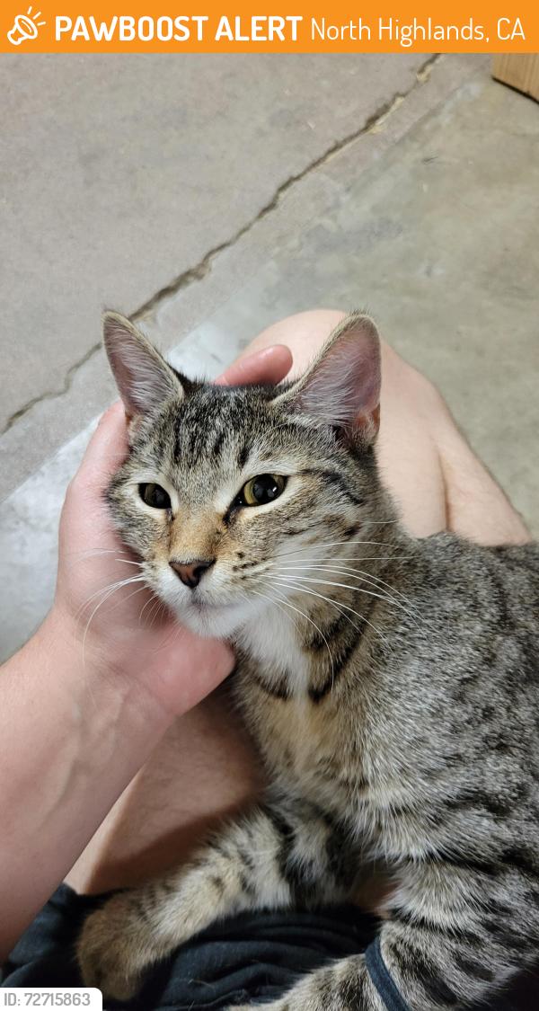 Found/Stray Female Cat last seen Floral and Thomas, North Highlands, CA 95660