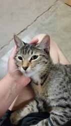 Found/Stray Female Cat last seen Floral and Thomas, North Highlands, CA 95660