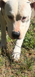 Found/Stray Male Dog last seen Park & Willis roads, Dallas, NC 28034