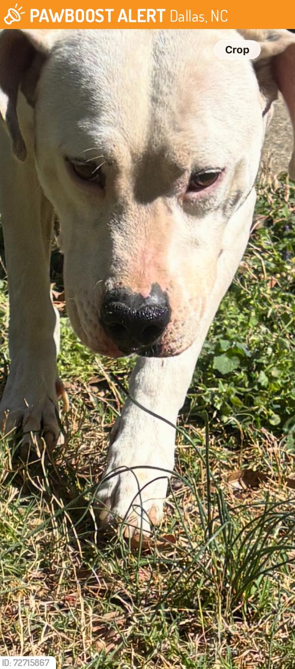 Found/Stray Male Dog last seen Park & Willis roads, Dallas, NC 28034