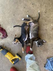 Lost Male Dog last seen County Rd 101, Three Forks Ms, Middleton, TN 38052