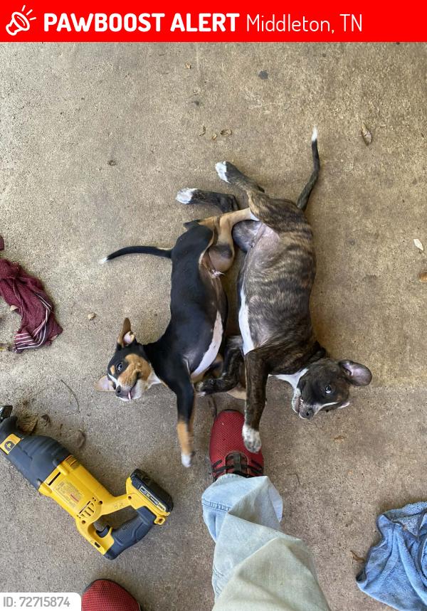 Lost Male Dog last seen County Rd 101, Three Forks Ms, Middleton, TN 38052