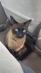 Lost Male Cat last seen Near SW Military Dr. #144, San Antonio, Texas 78221, San Antonio, TX 78221
