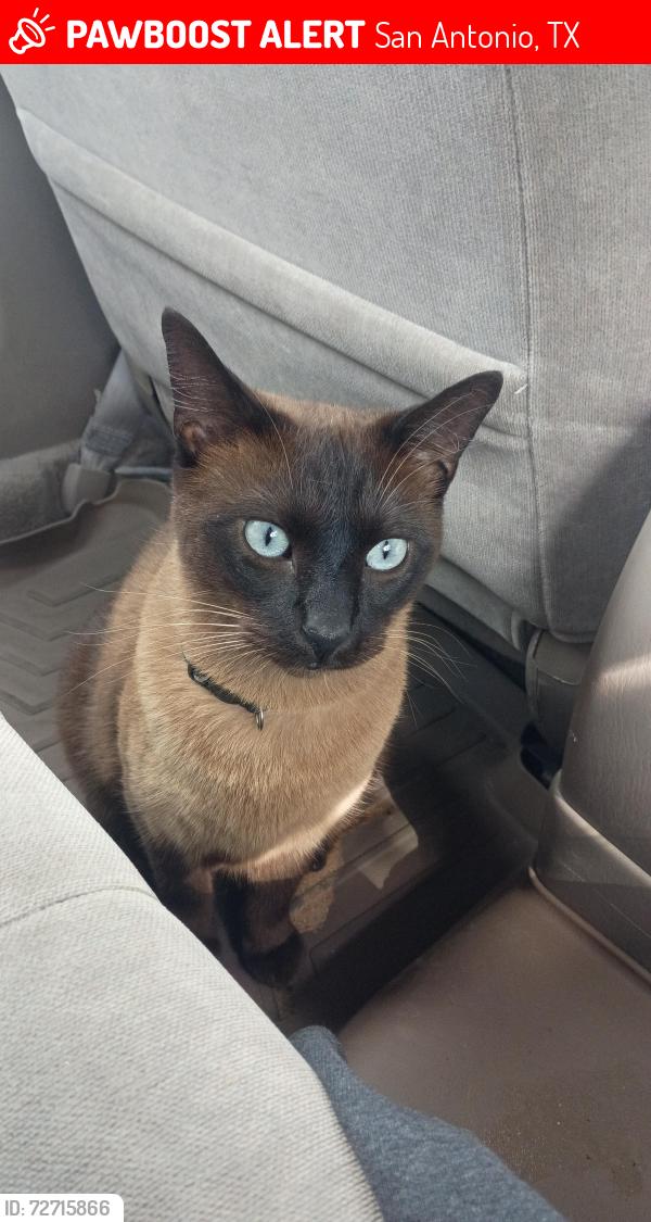 Lost Male Cat last seen Near SW Military Dr. #144, San Antonio, Texas 78221, San Antonio, TX 78221