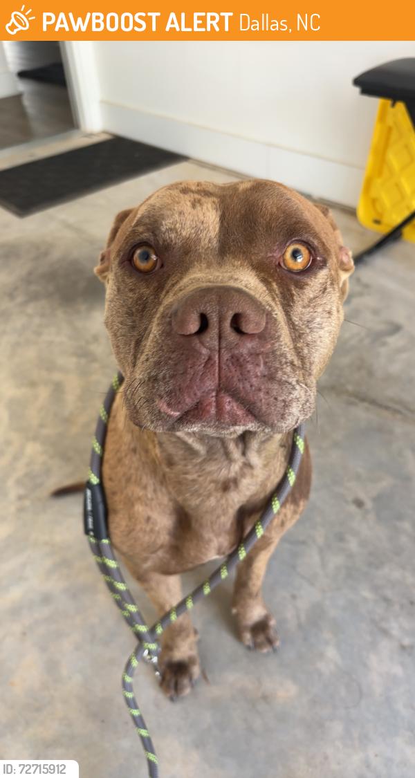 Found/Stray Male Dog last seen walmart in dallas nc, Dallas, NC 28034