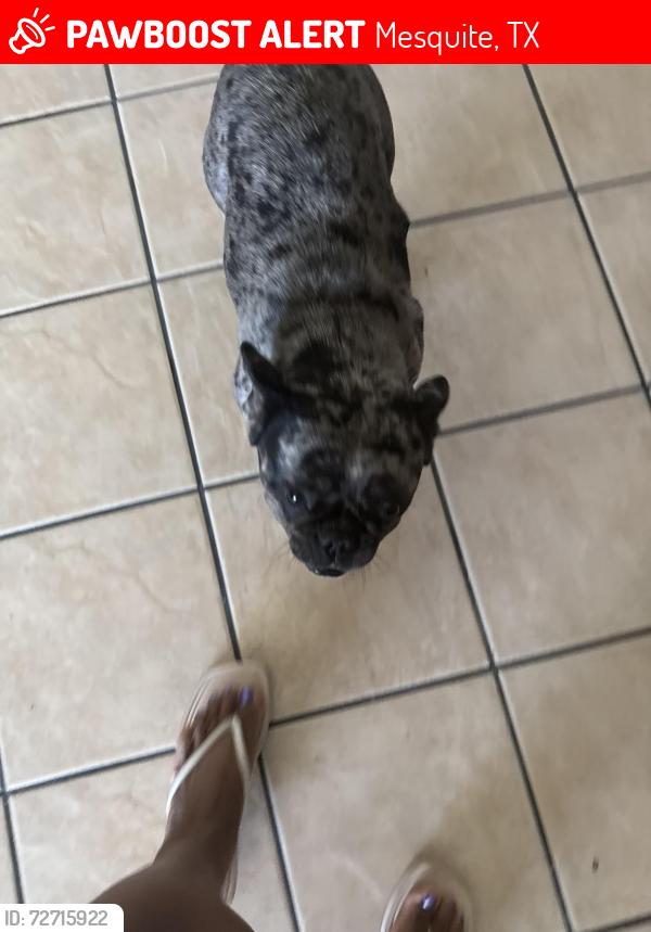 Lost Female Dog last seen Mossberg ln, Mesquite, TX 75181