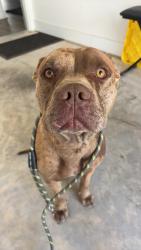 Found/Stray Male Dog last seen walmart in dallas nc, Dallas, NC 28034