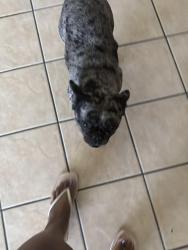 Lost Female Dog last seen Mossberg ln, Mesquite, TX 75181