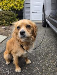 Found/Stray Male Dog last seen Ft Steilacoom dog park , Lakewood, WA 98498