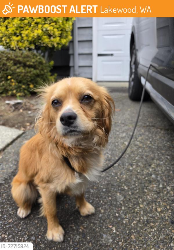 Found/Stray Male Dog last seen Ft Steilacoom dog park , Lakewood, WA 98498
