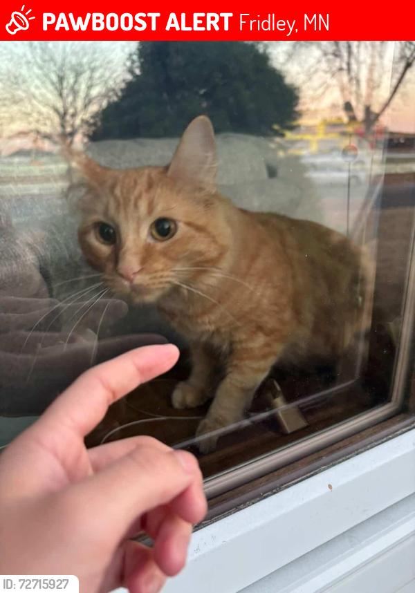 Lost Female Cat last seen P, Fridley, MN 55432