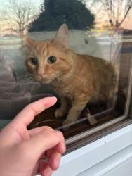 Lost Female Cat last seen P, Fridley, MN 55432